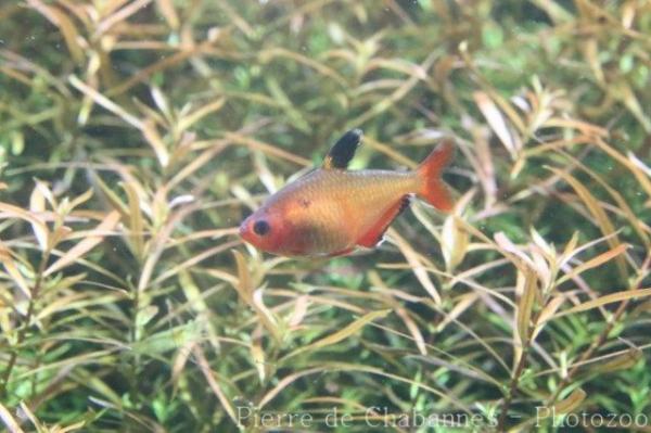 Jewel tetra