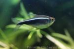 Black neon tetra
