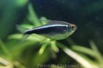 Black neon tetra