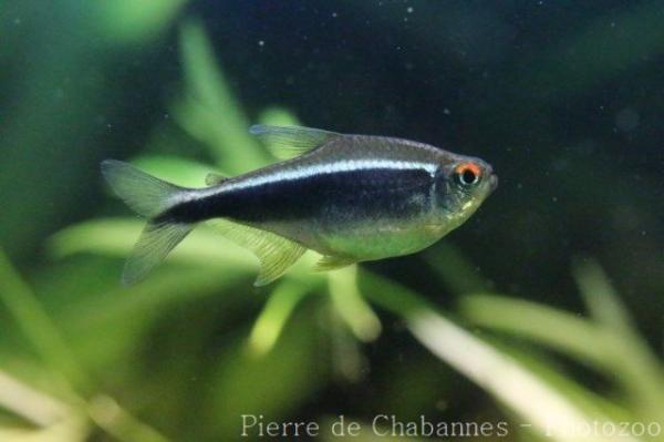 Black neon tetra