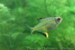 Lemon tetra