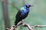 Purple glossy starling