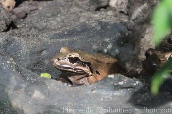 Giant ditch frog