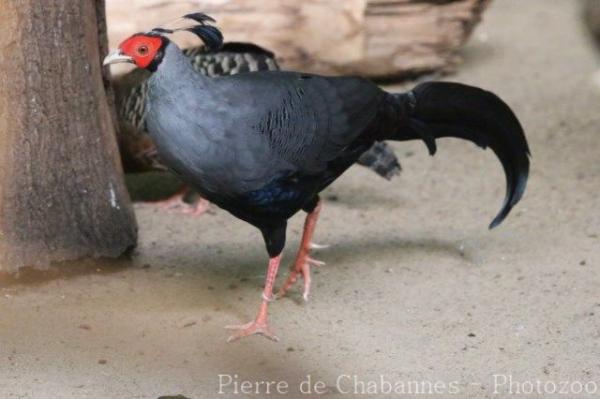 Siamese fireback pheasant