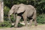 African elephant