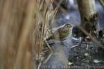 Wood lark