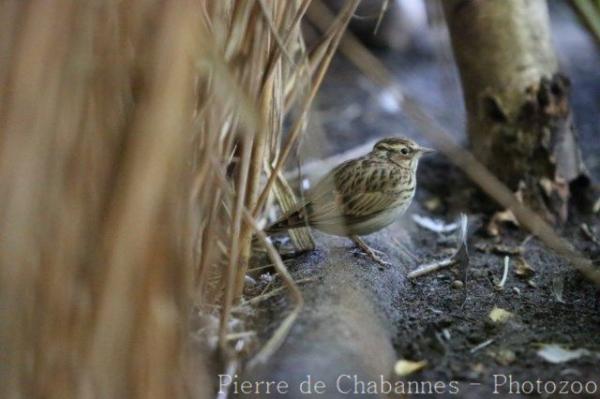 Wood lark