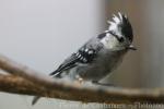 Yellow-cheeked tit