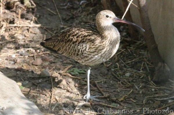 Eurasian curlew