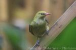 Eurasian golden oriole