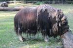 Muskox