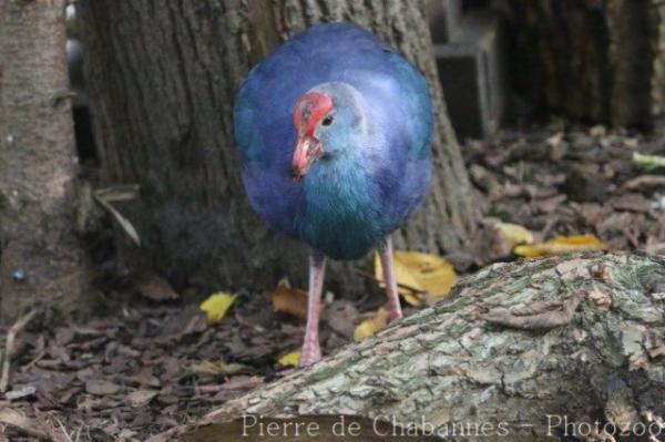 Purple swamphen