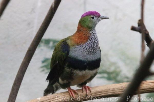 Superb fruit-dove