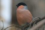 Eurasian bullfinch