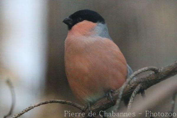 Eurasian bullfinch