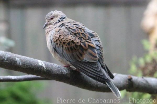 European turtle-dove