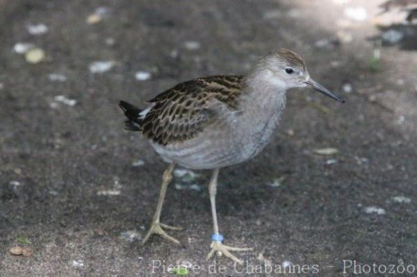 Common redshank