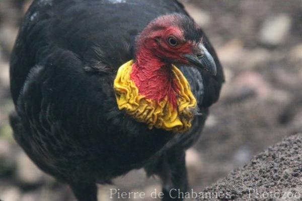 Australian brush-turkey