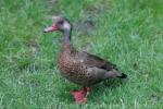 Brazilian teal