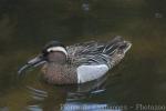 Garganey