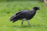 Horned screamer