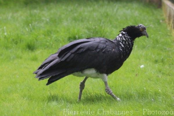 Horned screamer
