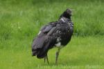 Horned screamer