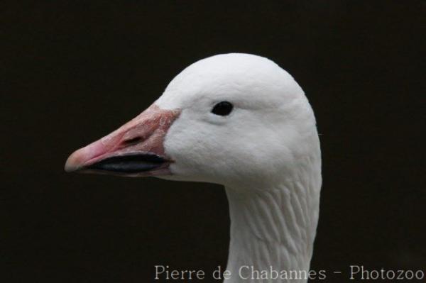 Snow goose