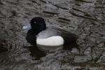 Lesser scaup