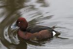 Ferrugineous duck