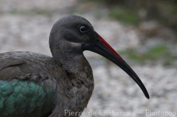 Hadada ibis