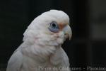Little corella