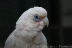 Little corella