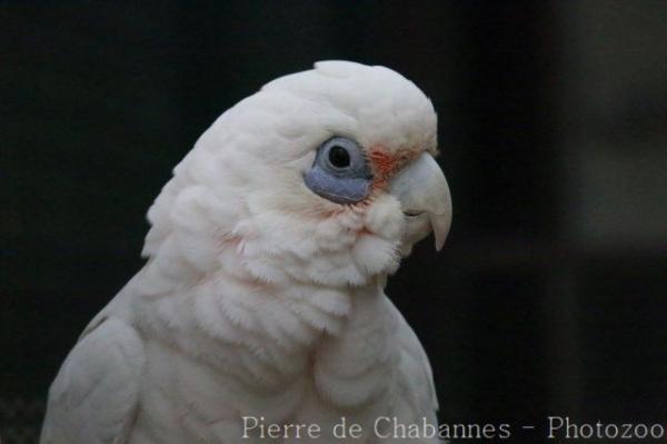 Little corella