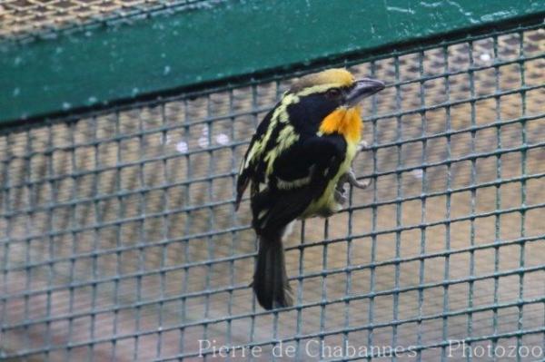 Gilded barbet