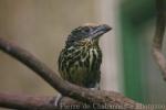 Gilded barbet