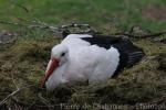 Eurasian white stork