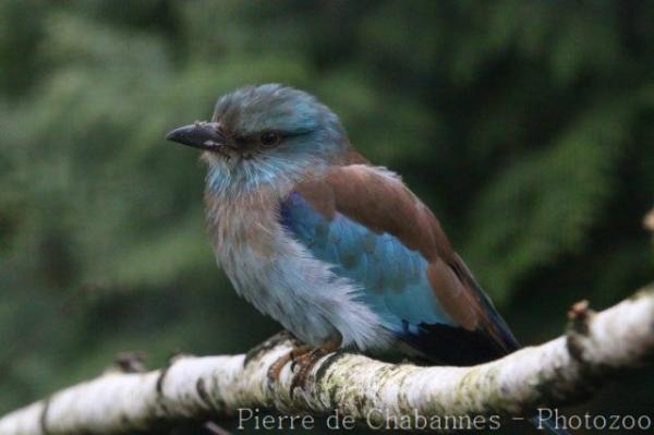 European roller