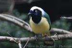 Green jay