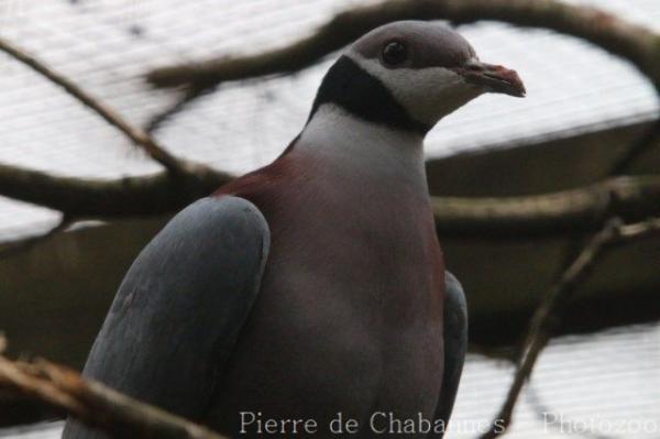 Collared imperial-pigeon