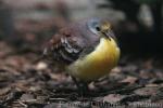 Cinnamon ground-dove