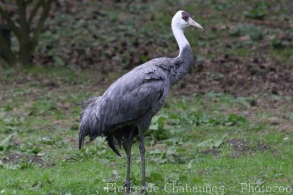 Hooded crane