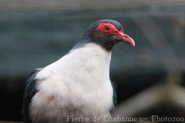 Papuan mountain-pigeon