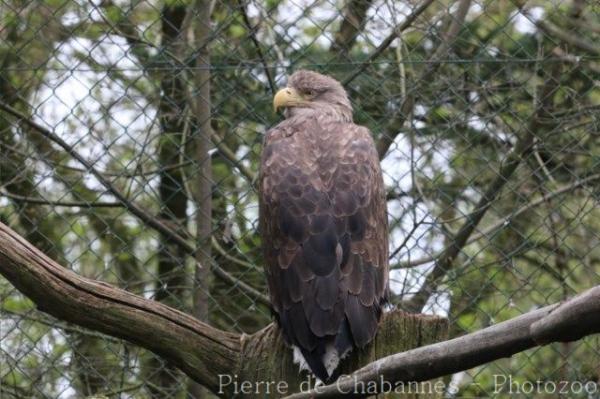 White-tailed sea-eagle