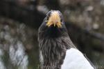 Steller's sea-eagle