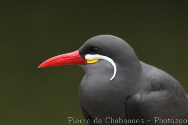 Inca tern