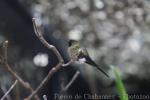 Green-tailed trainbearer