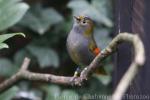 Grey-cheeked liocichla