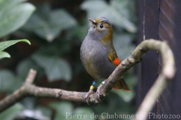 Grey-cheeked liocichla