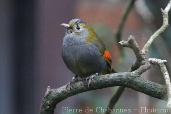 Grey-cheeked liocichla